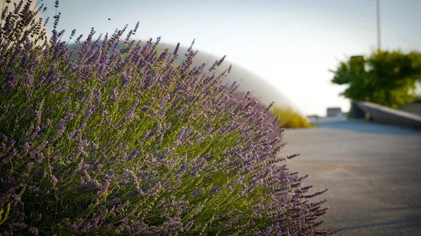 Nettoyage toiture : protégez votre maison avec nos services experts